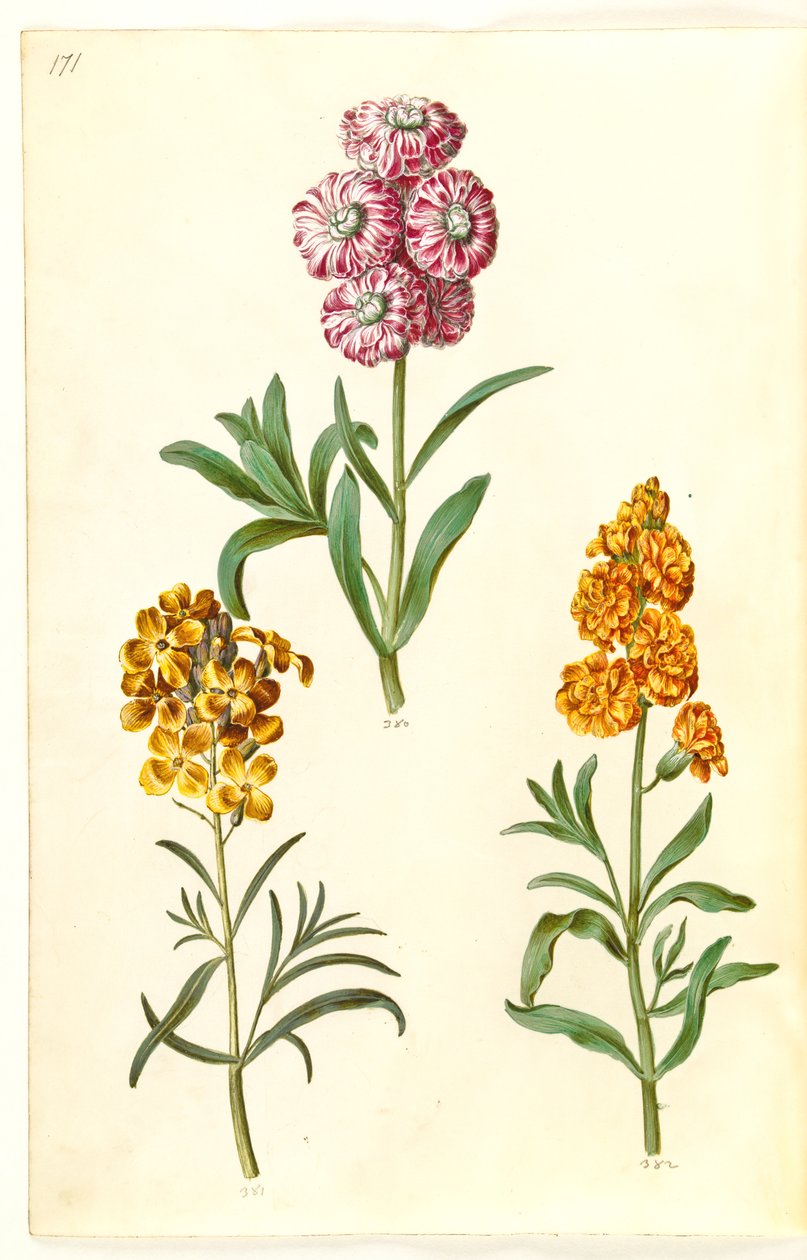 Matthiola incana (vinterkofugl); Erysimum cheiri (forgyldning) af Hans Simon Holtzbecker