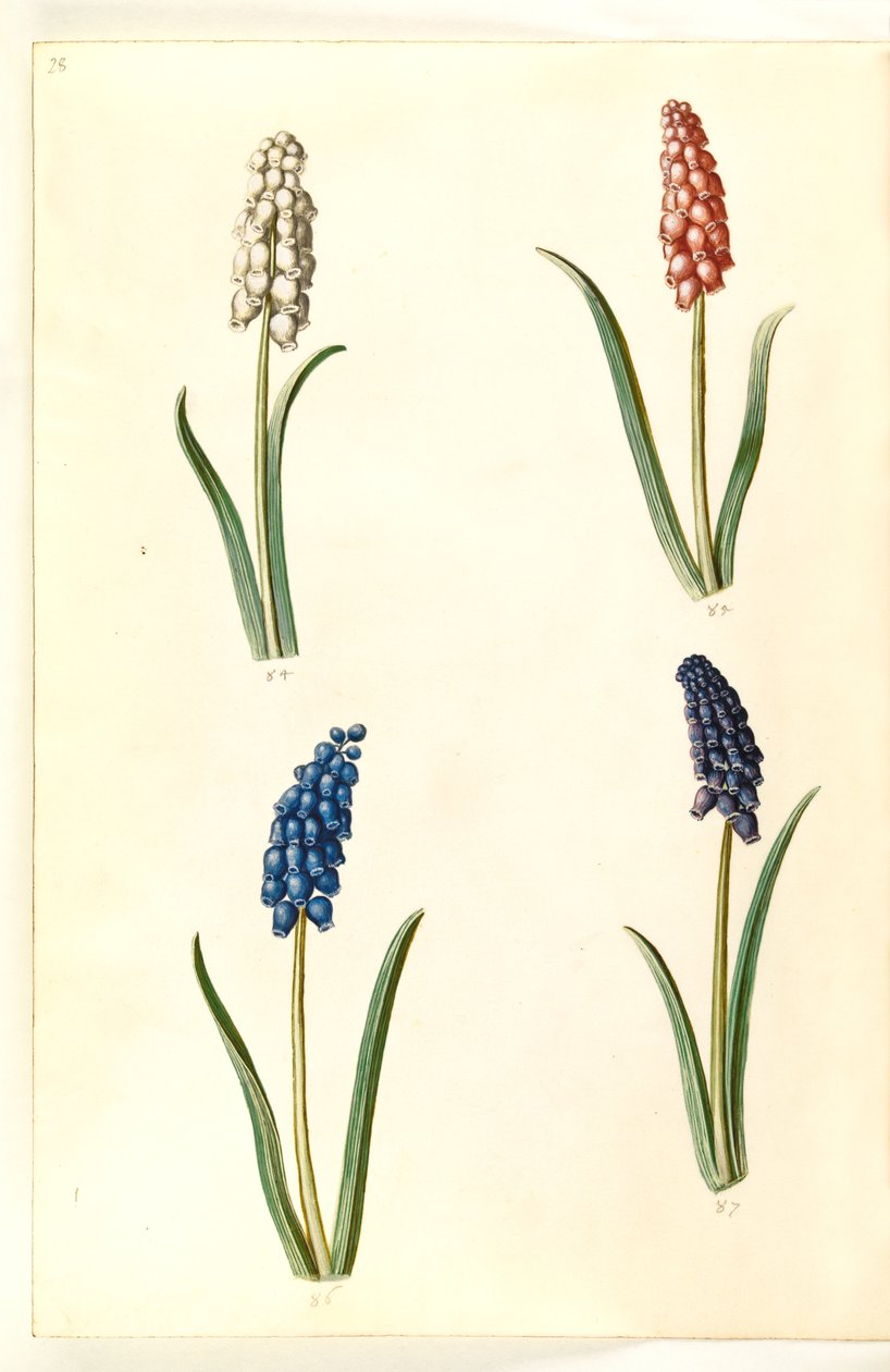 Muscari botryoides (almindelig perlehyacint) af Hans Simon Holtzbecker