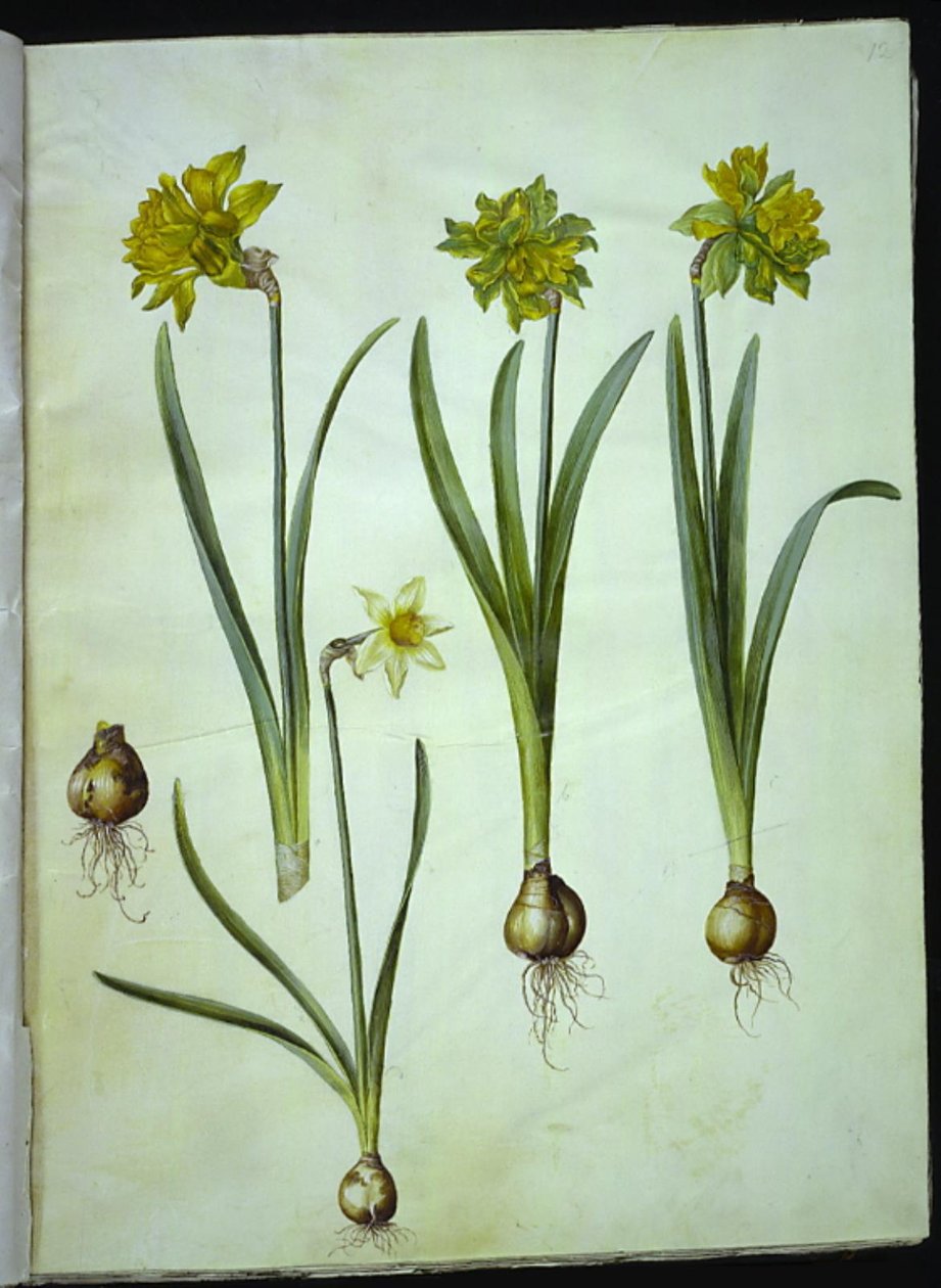 Narcissus pseudonarcissus; Narcissus? ×usammenlignelig (har-narcissist) af Hans Simon Holtzbecker
