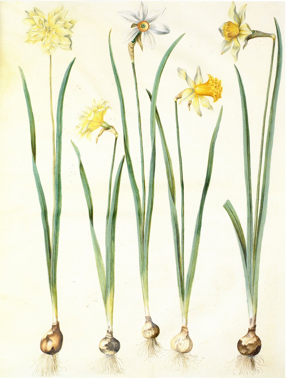 Narcissus pseudonarcissus, Narcissus poeticus, Narcissus × incomparabilis af Hans Simon Holtzbecker