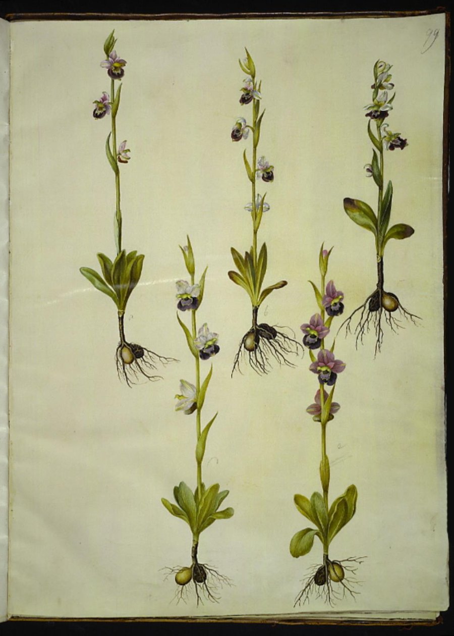 Ophrys fuciflora (drone-flueblomst) af Hans Simon Holtzbecker