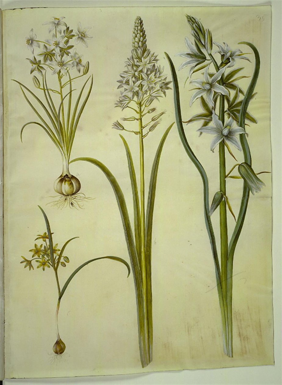 Ornithogalum umbellatum (kost-fuglemælk); Ornithogalum pyramidale (pyramide-fuglemælk); Gagea lutea (almindelig guldstjerne); Ornithogalum nutans (nikkende fuglemælk) af Hans Simon Holtzbecker