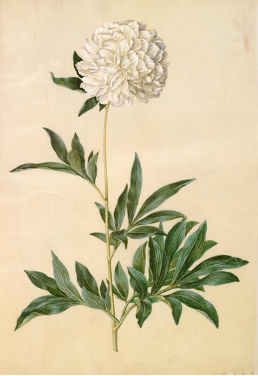 Paeonia lactiflora (silke-peon) af Hans Simon Holtzbecker