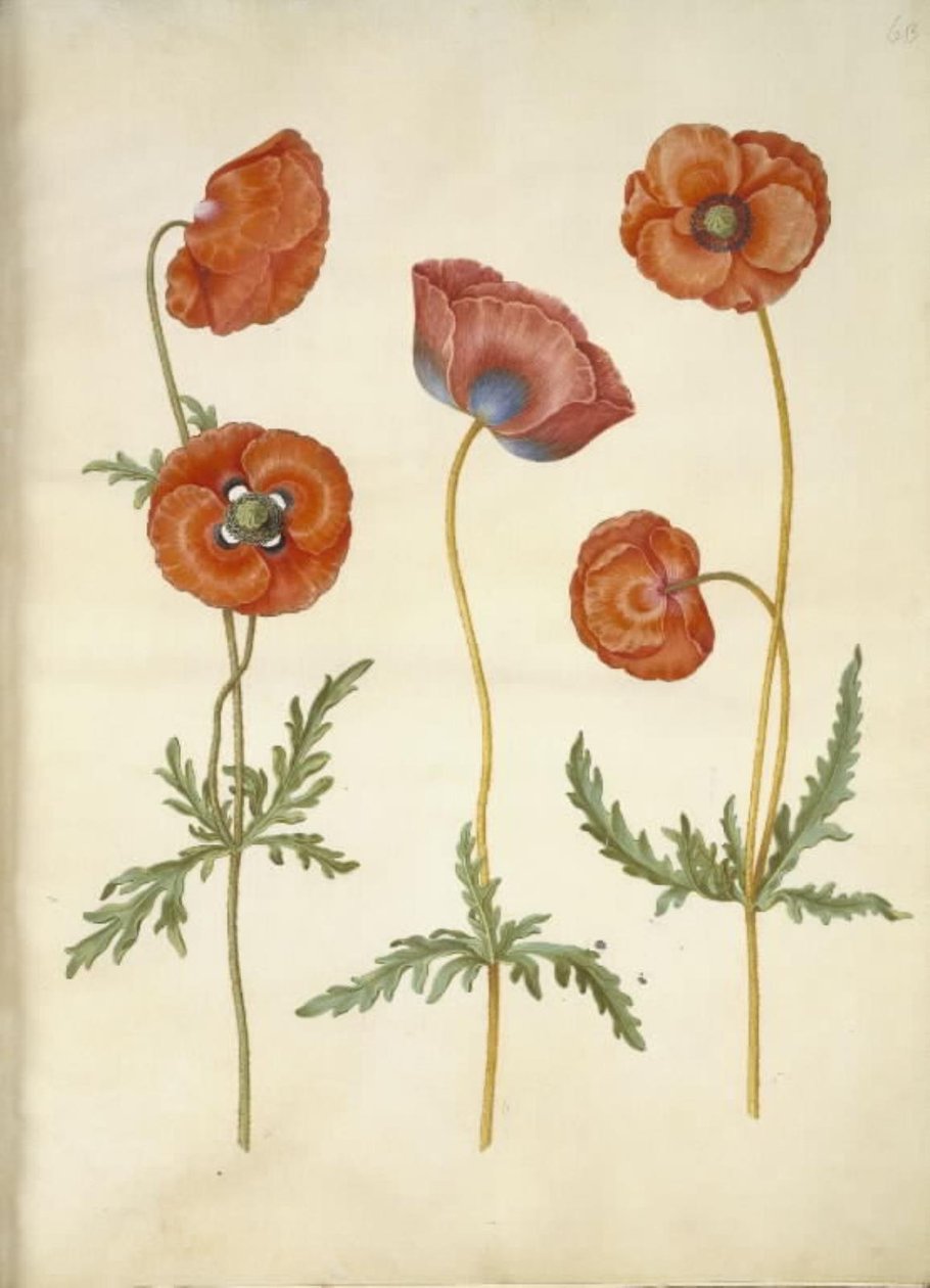 Papaver rhoeas (korn-valmue) af Hans Simon Holtzbecker