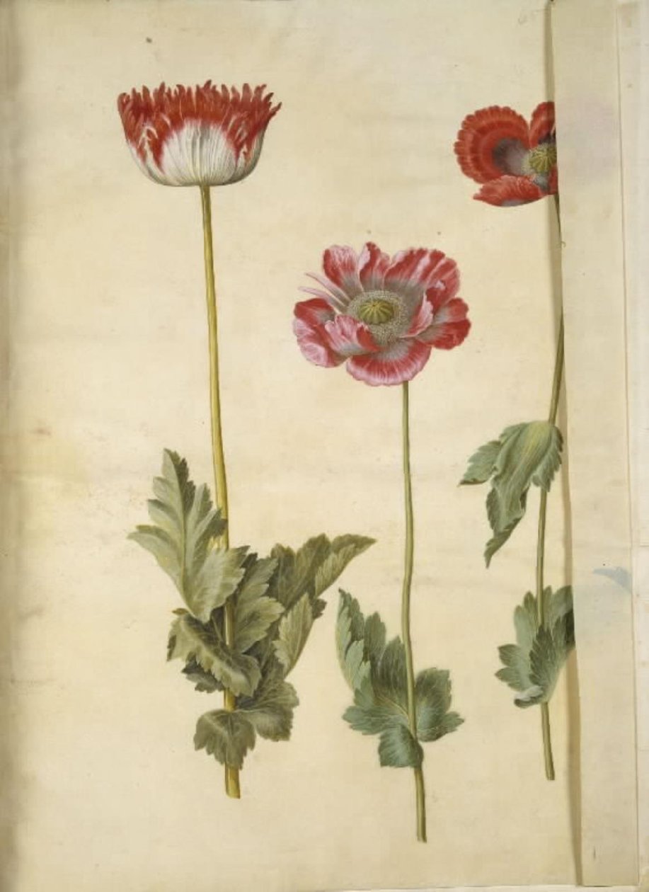Opiumsvalmue (opiumsvalmue) af Hans Simon Holtzbecker