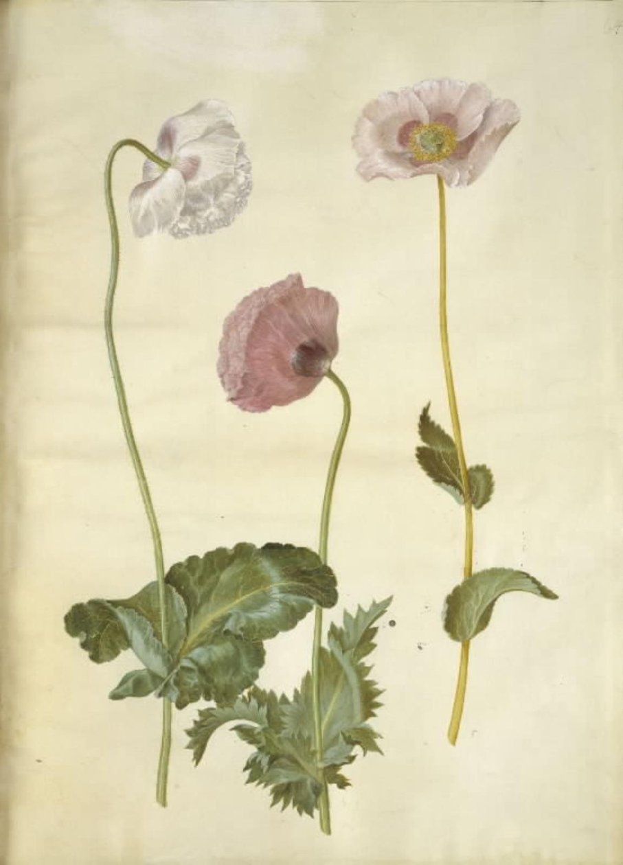 Opiumsvalmue (opiumsvalmue) af Hans Simon Holtzbecker