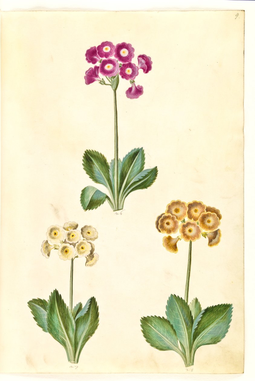 Primula ×pubescens (have-aurikel) af Hans Simon Holtzbecker
