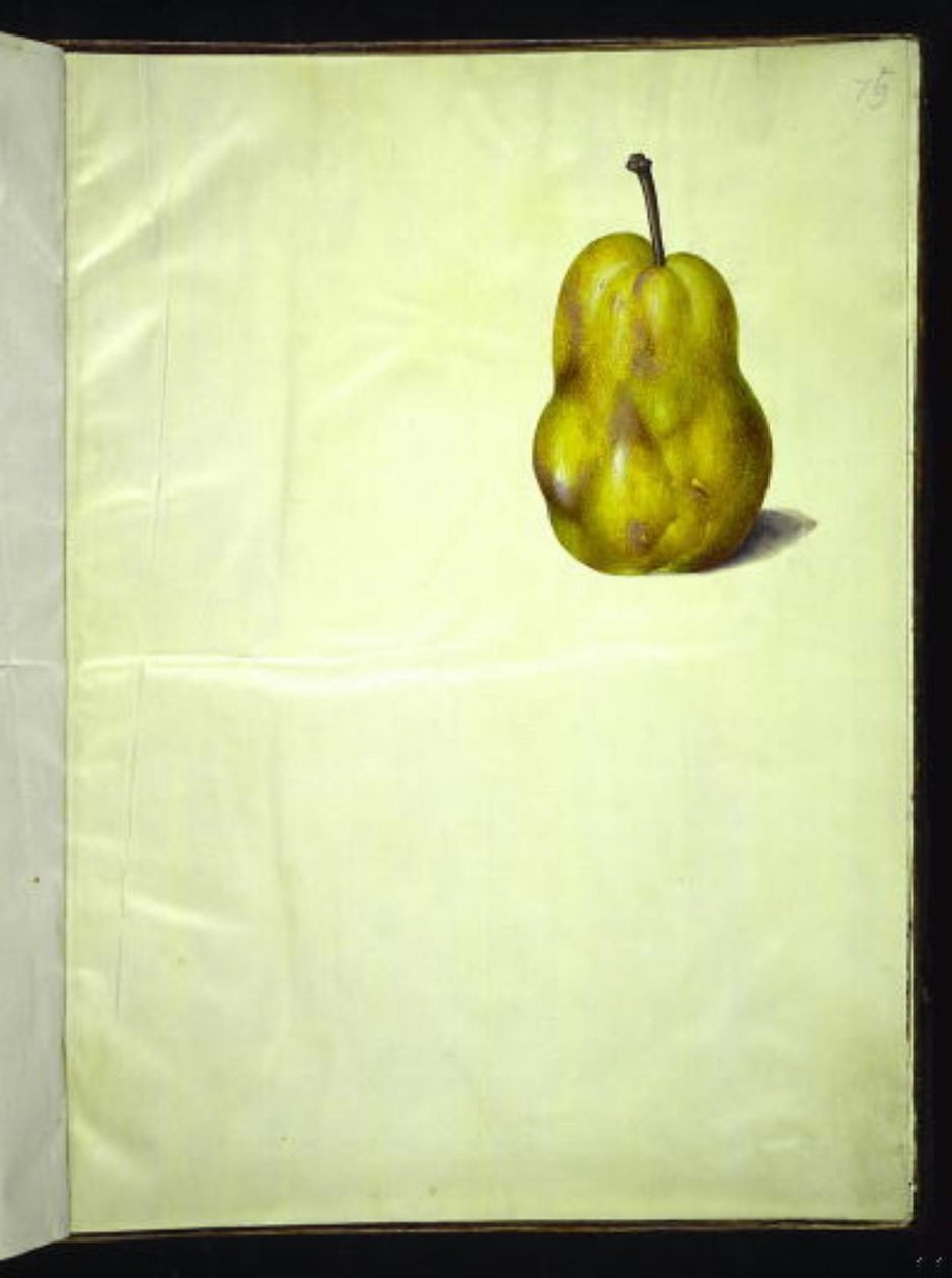 Pyrus communis (almindelig pære) af Hans Simon Holtzbecker