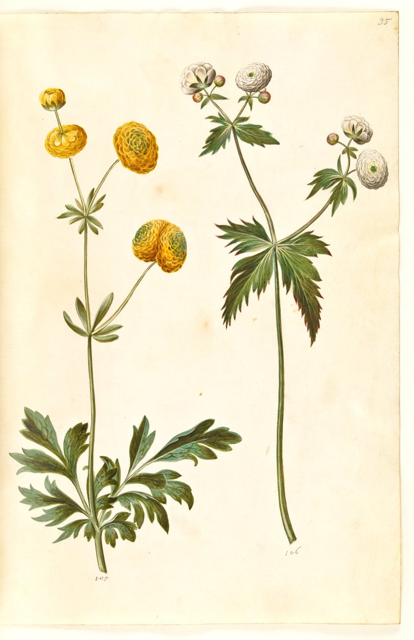Ranunculus acris (guldknap-ranunkel); Ranunculus aconitifolius (sølvknap-ranunkel) af Hans Simon Holtzbecker