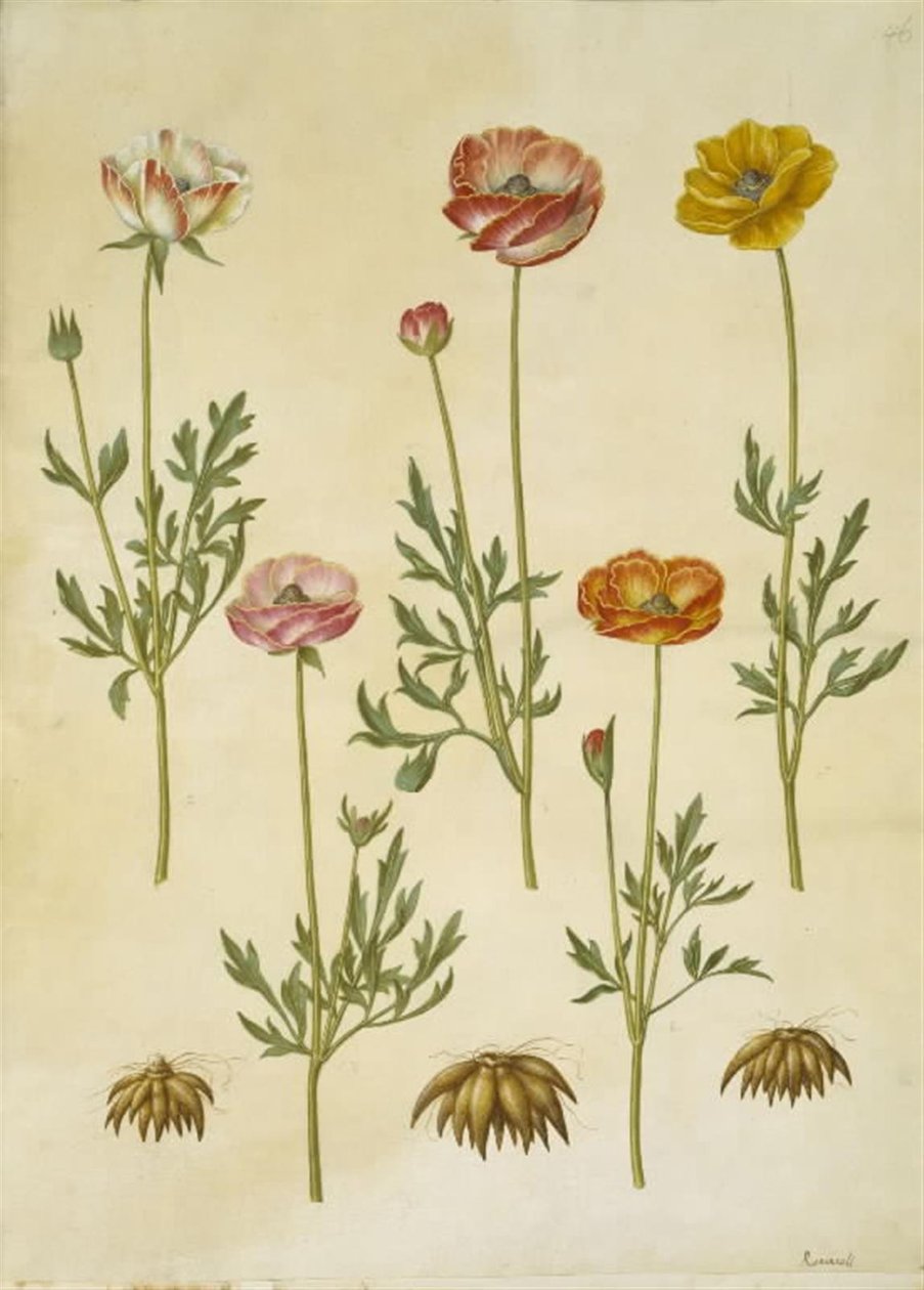 Ranunculus asiatica (har-ranunkel) af Hans Simon Holtzbecker