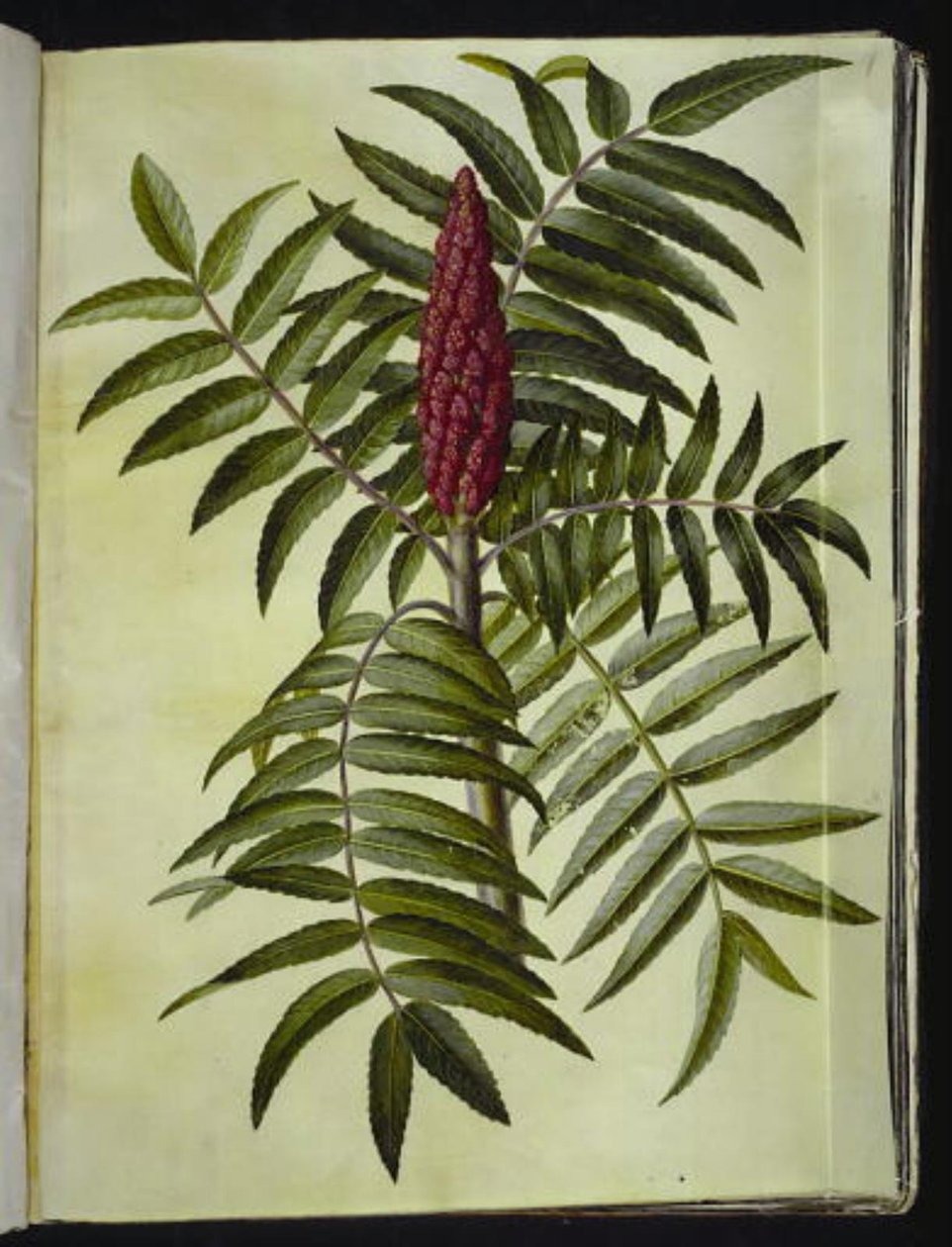 Rhus typhina (hjortetaktræ) af Hans Simon Holtzbecker