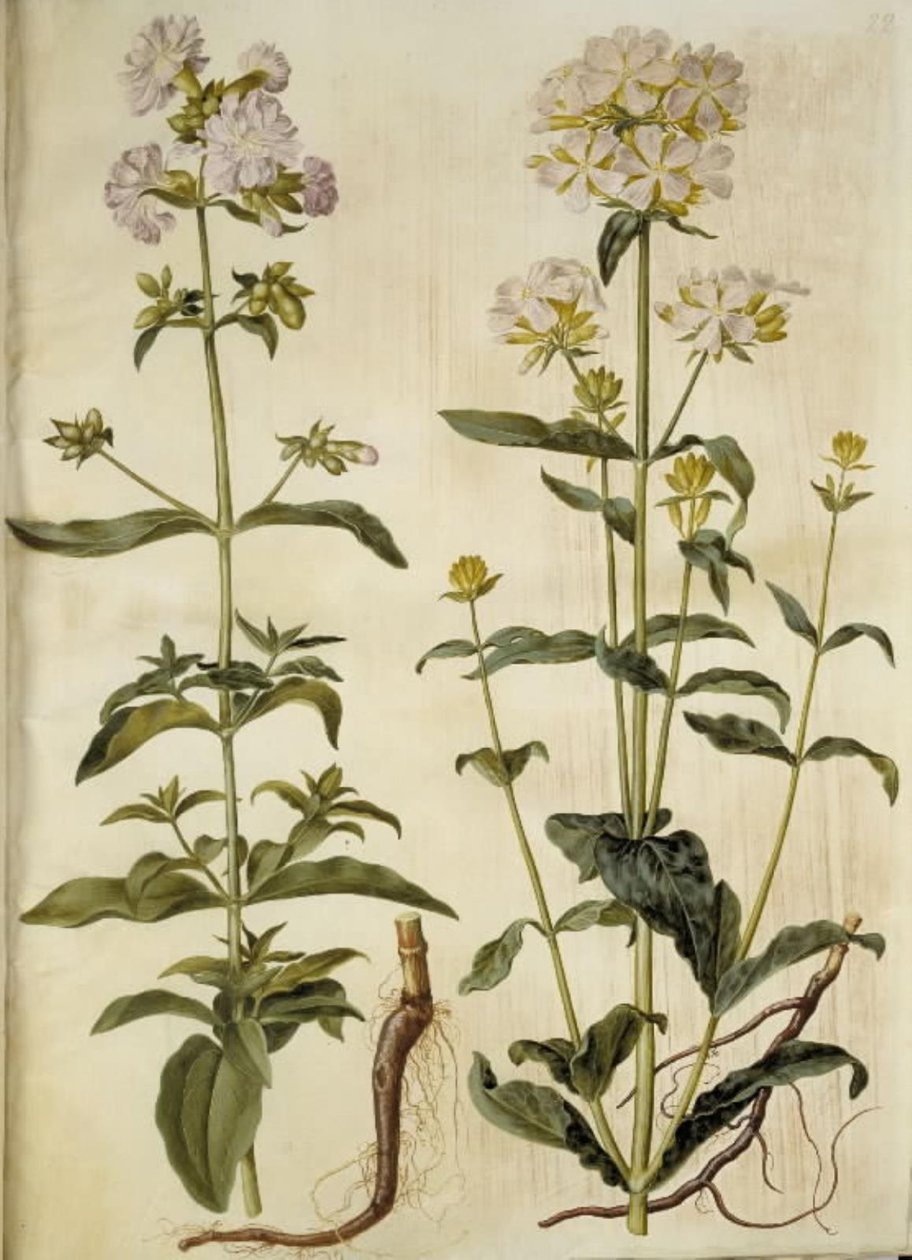 Saponaria officinalis (almindelig sæbeurt) af Hans Simon Holtzbecker