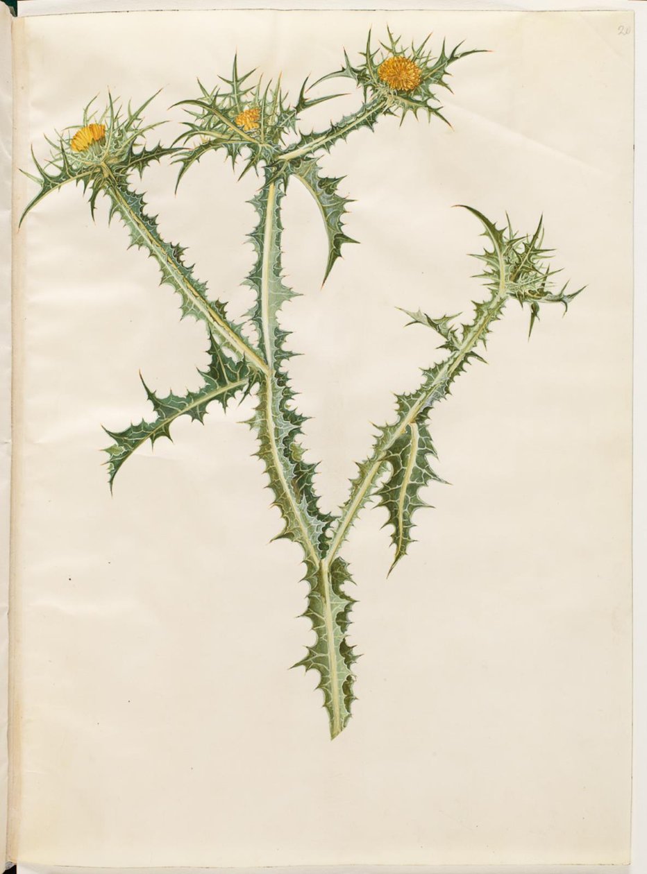 Scolymus hispanicus (spansk guldtidsel) af Hans Simon Holtzbecker