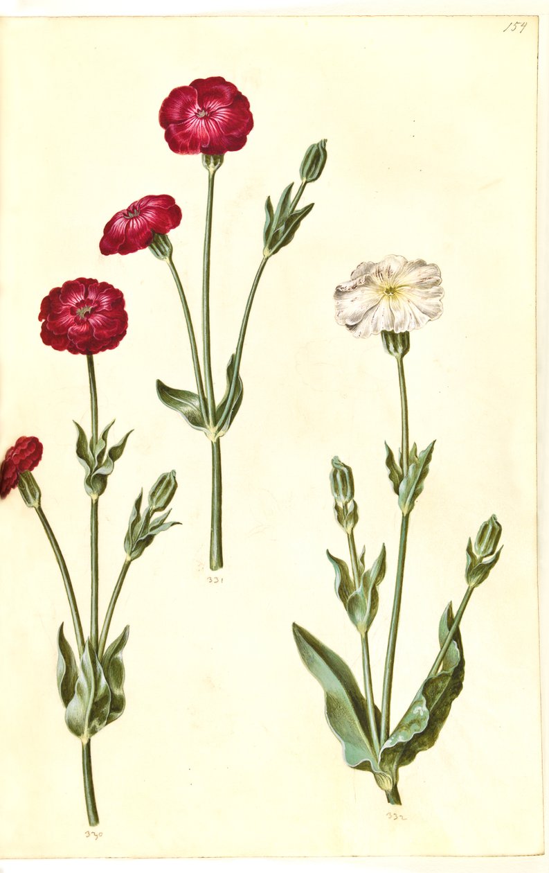 Silene coronaria (krone søpindsvin) af Hans Simon Holtzbecker