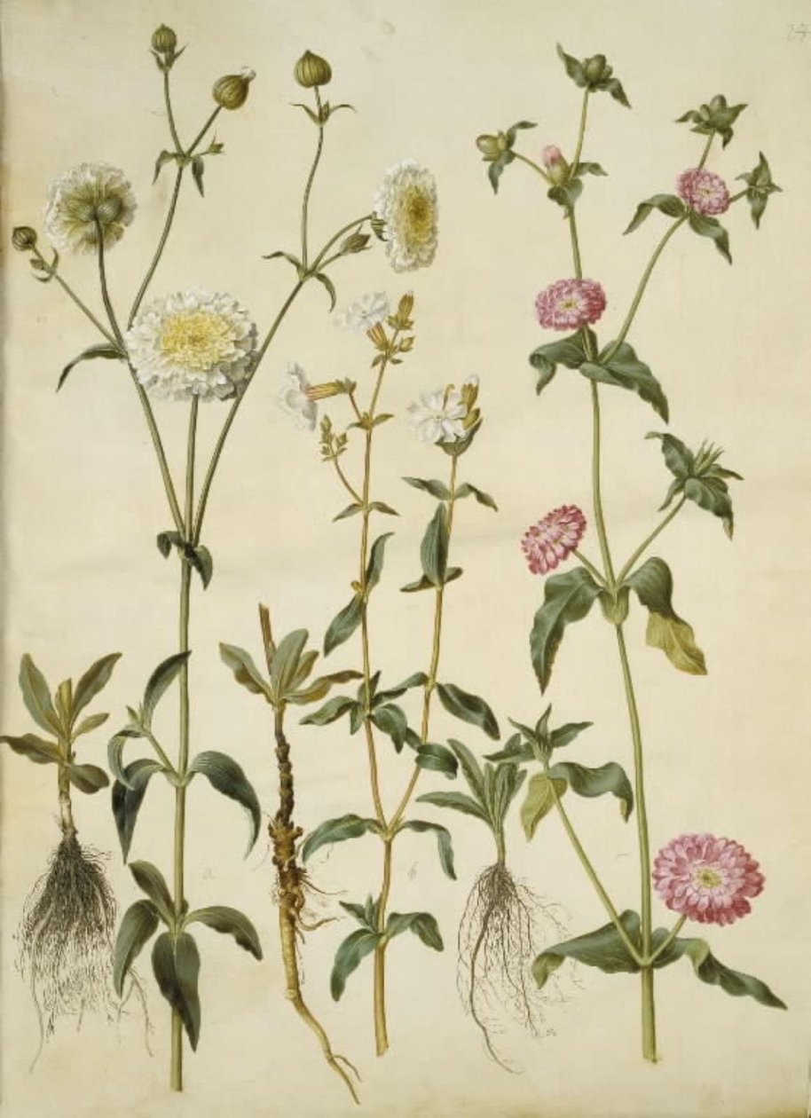 Silene latifolia (aftenpragtstjerne); Silene dioica (dagpragtstjerne) af Hans Simon Holtzbecker