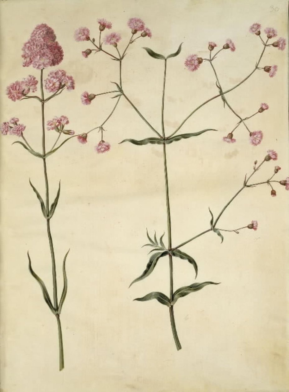 Silene viscaria (almindelig tjærenellike); Silene (trævlekrone) af Hans Simon Holtzbecker