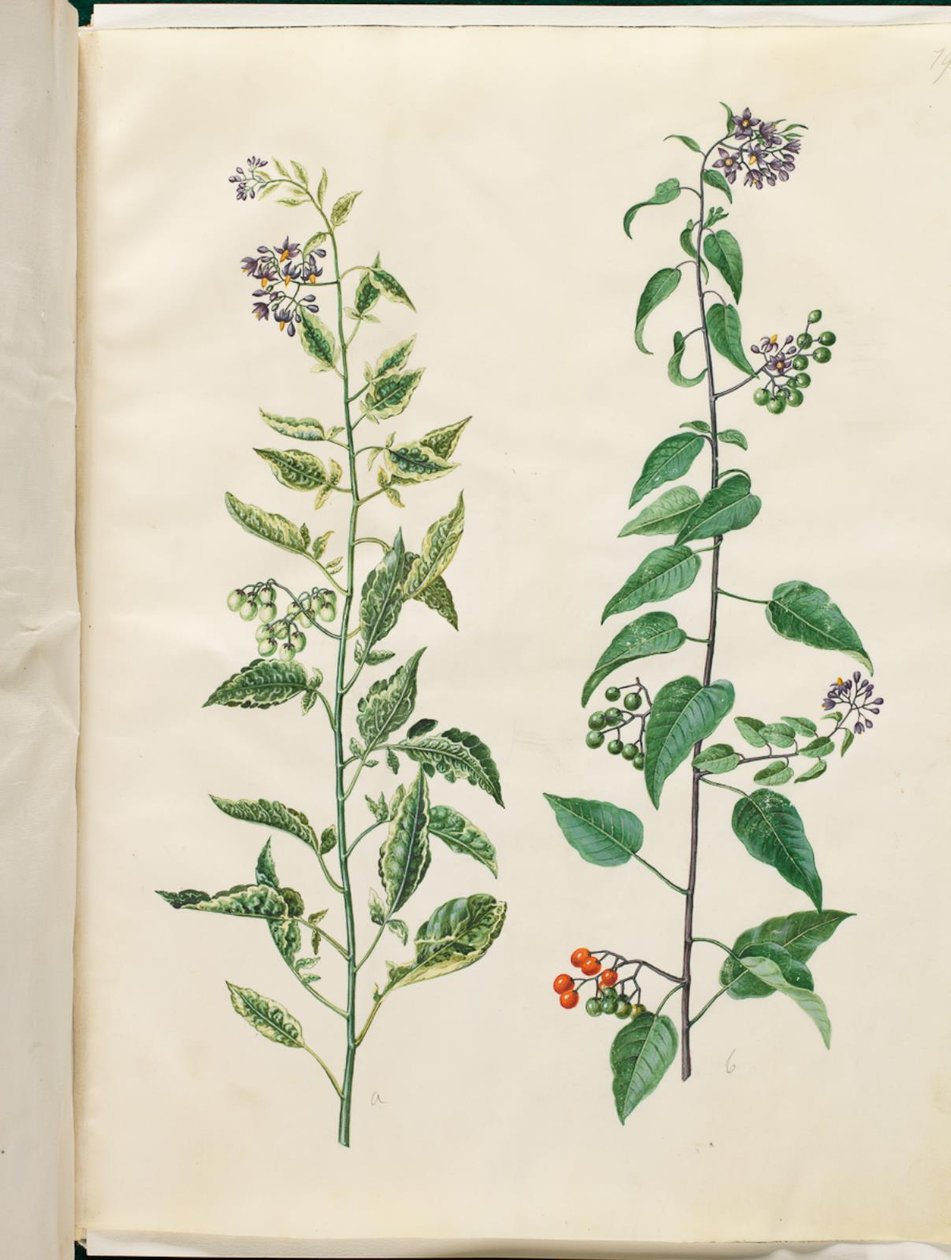 Solanum dulcamara (bittersød natskygge) af Hans Simon Holtzbecker