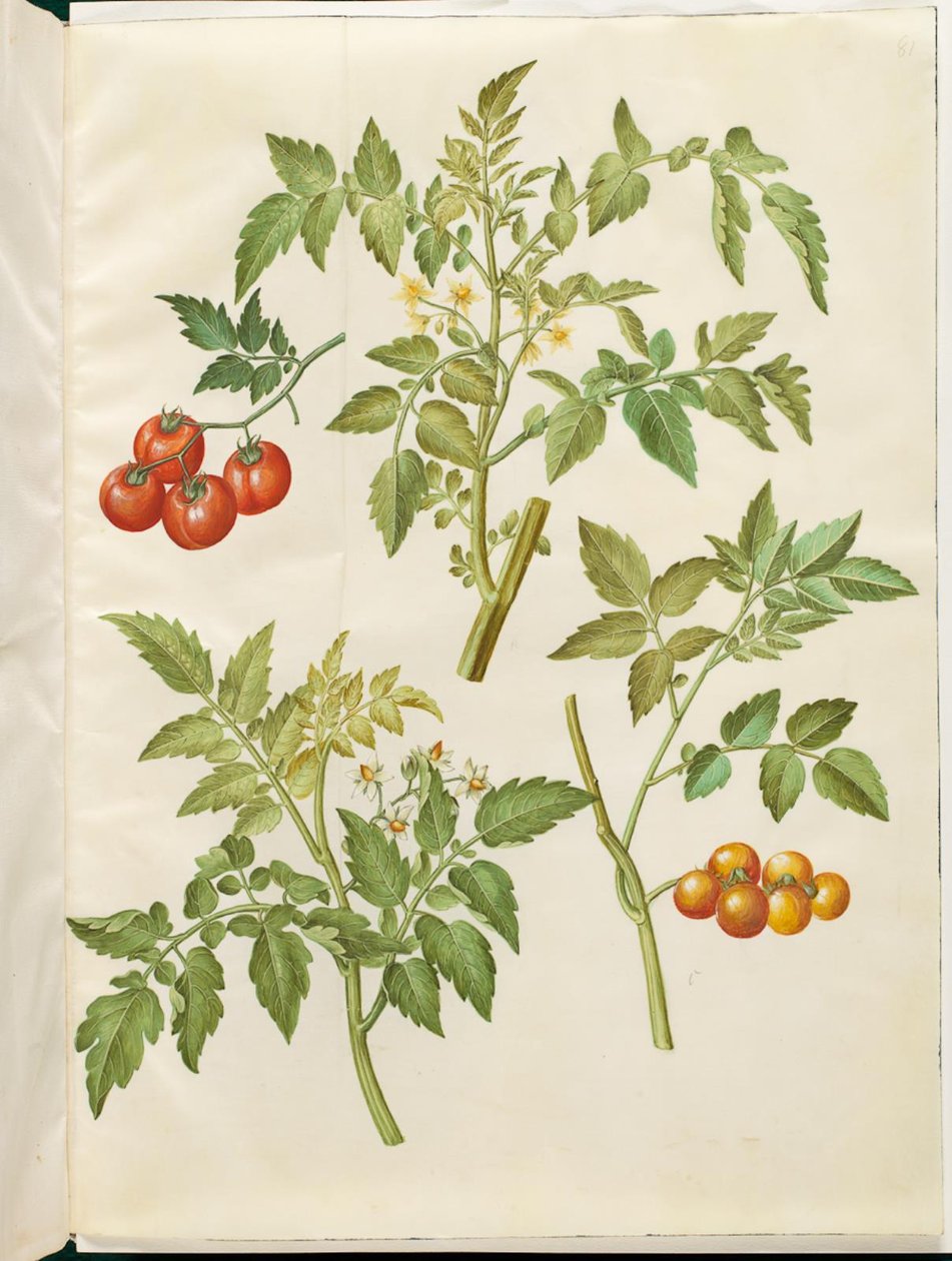 Solanum tomat (almindelig tomat) af Hans Simon Holtzbecker