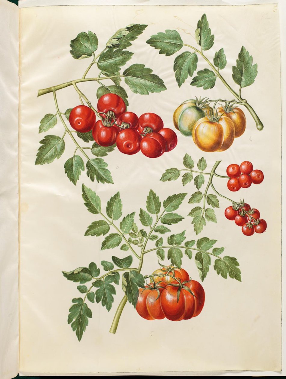 Solanum lycopersicum L. (almindelig tomat) af Hans Simon Holtzbecker