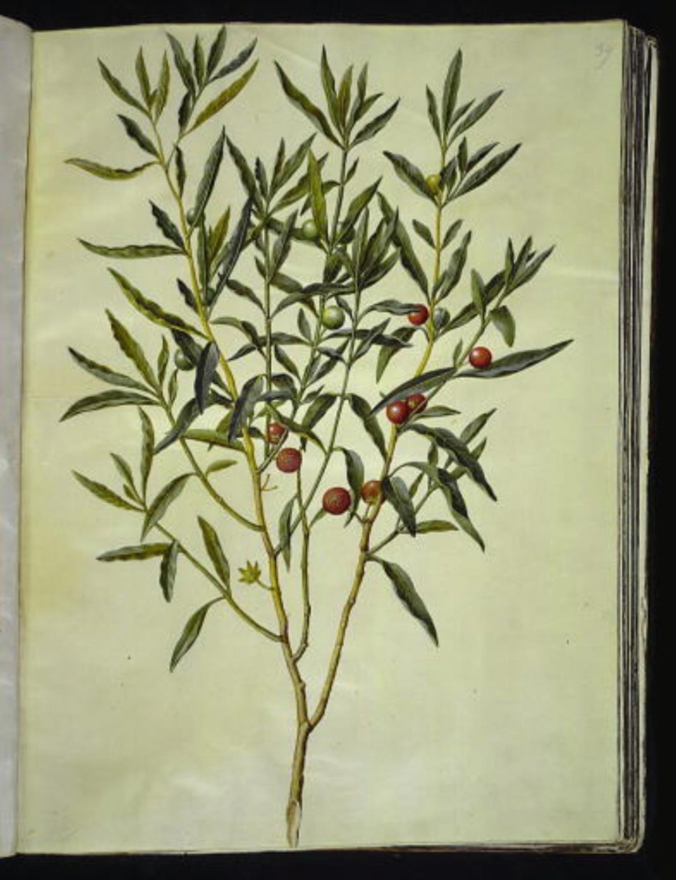 Solanum pseudocapsicum (Jerusalem-koraltræ) af Hans Simon Holtzbecker