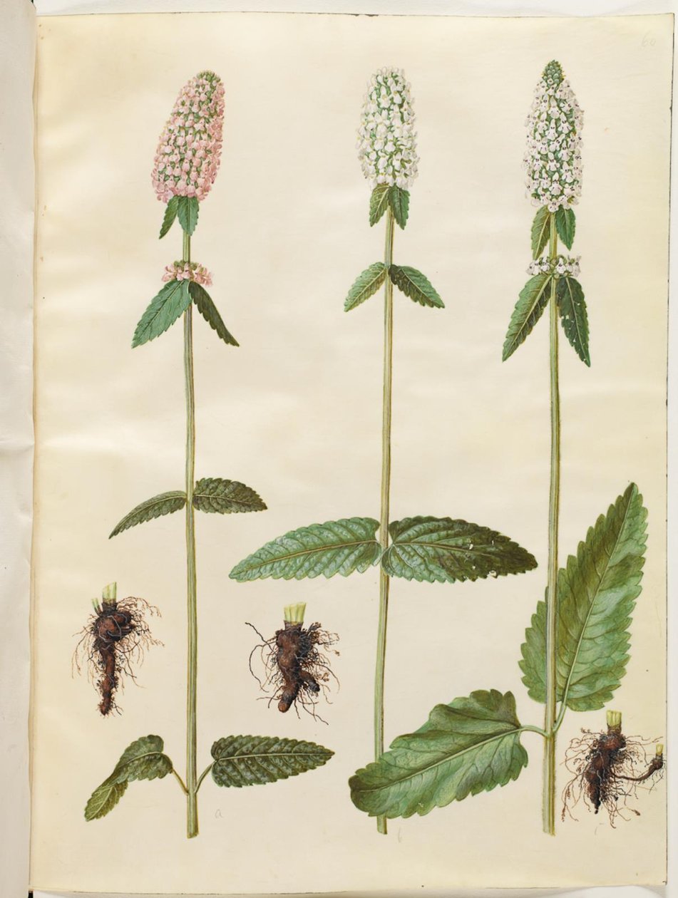 Stachys officinalis (læge-betonie) af Hans Simon Holtzbecker
