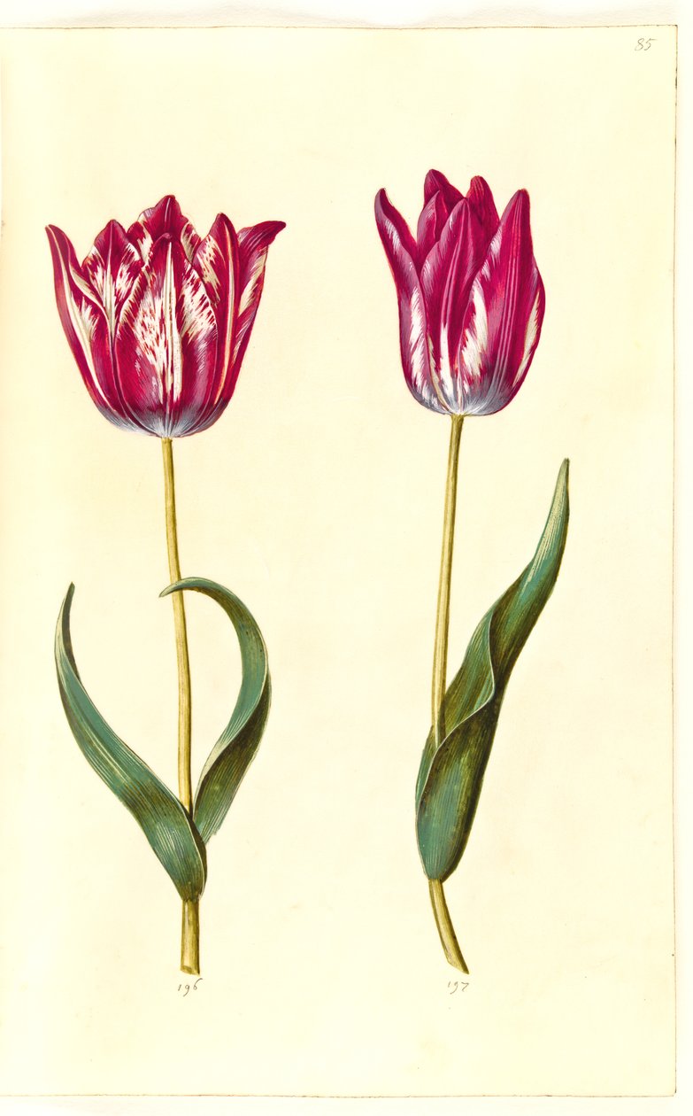 Tulipa gesneriana (har-tulipan) af Hans Simon Holtzbecker