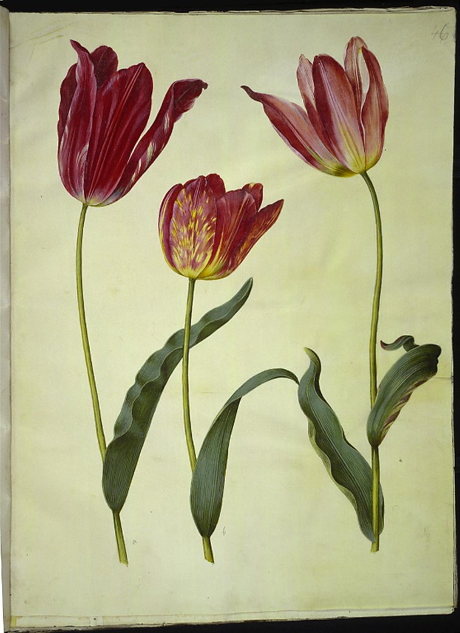 Tulipa gesneriana (har-tulipan) af Hans Simon Holtzbecker