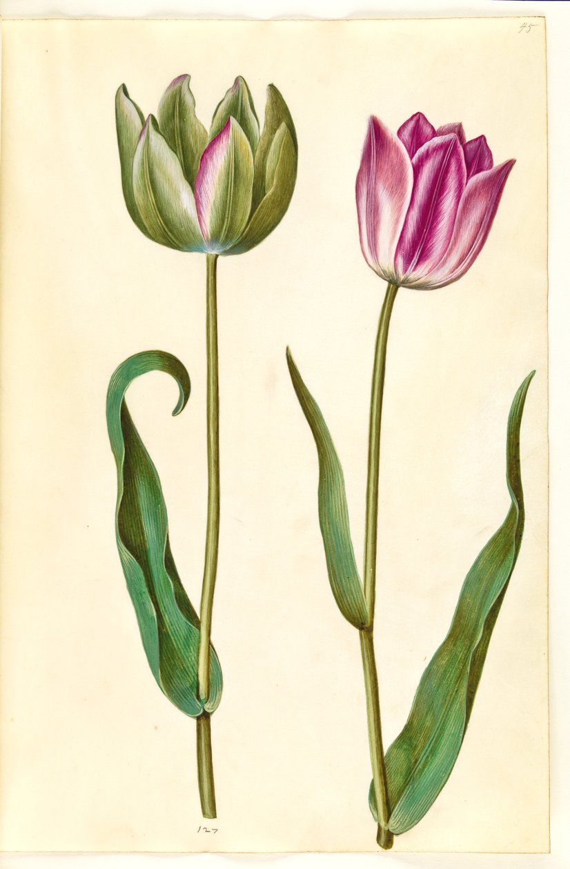 Tulipa gesneriana (har-tulipan) af Hans Simon Holtzbecker