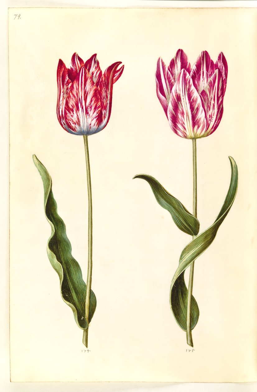Tulipa gesneriana (har-tulipan) af Hans Simon Holtzbecker