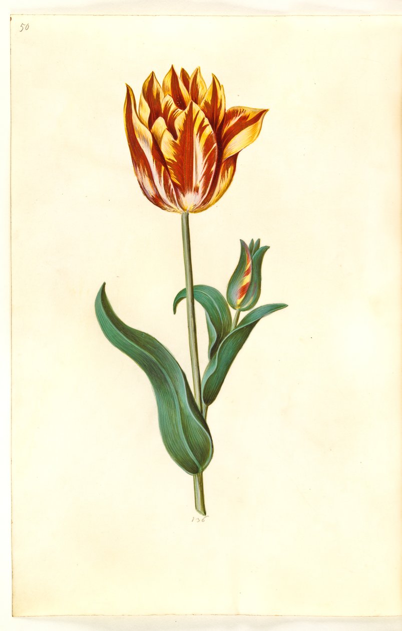 Tulipa gesneriana (har-tulipan) af Hans Simon Holtzbecker