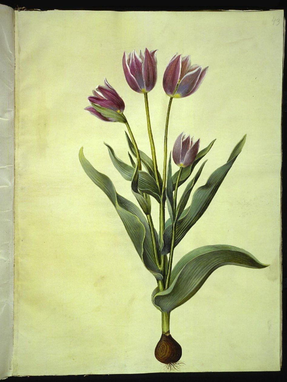 Tulipa gesneriana (har-tulipan) af Hans Simon Holtzbecker