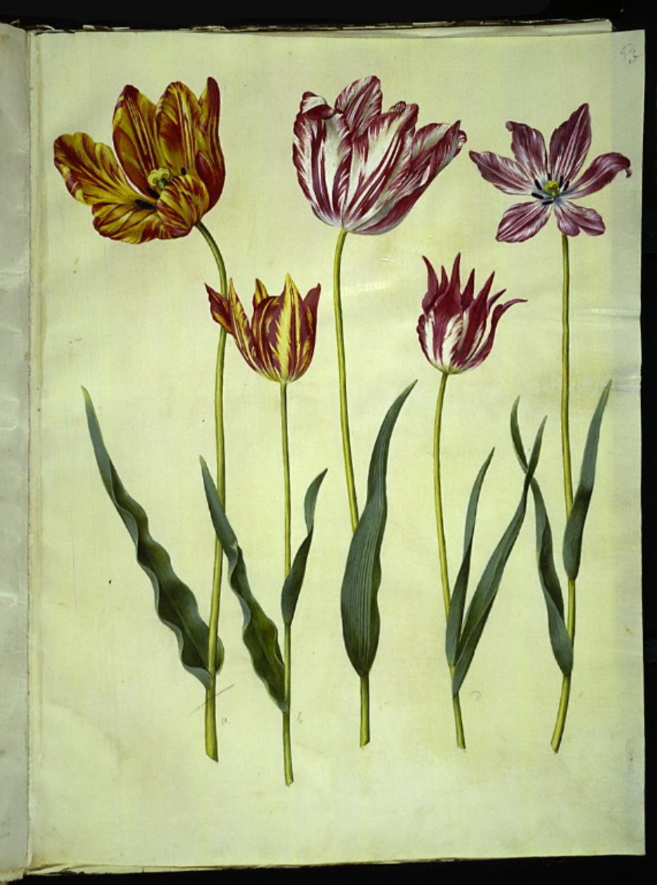 Tulipa gesneriana (har-tulipan) af Hans Simon Holtzbecker