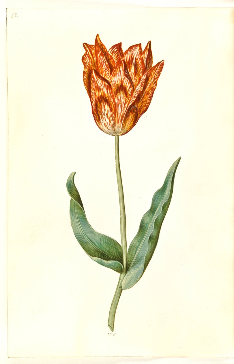 Tulipa gesneriana (har-tulipan) af Hans Simon Holtzbecker