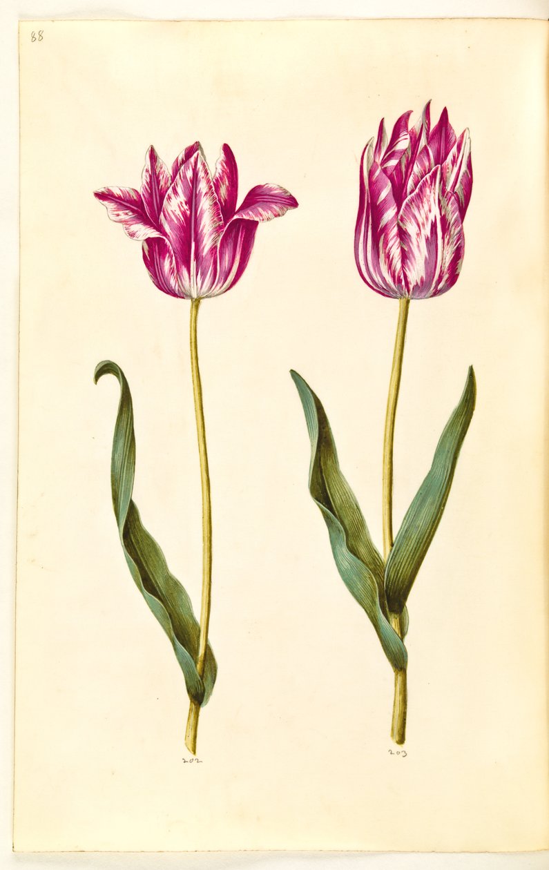Tulipa gesneriana (har-tulipan) af Hans Simon Holtzbecker