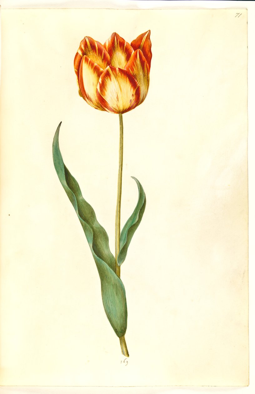 Tulipa gesneriana (har-tulipan) af Hans Simon Holtzbecker