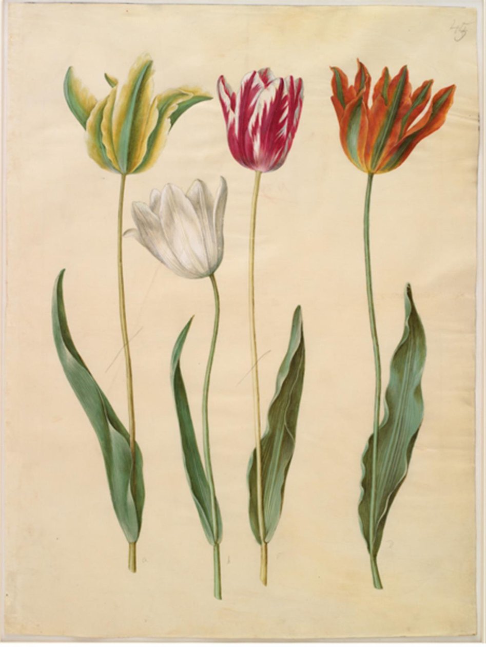 Tulipa gesneriana (har-tulipan) af Hans Simon Holtzbecker