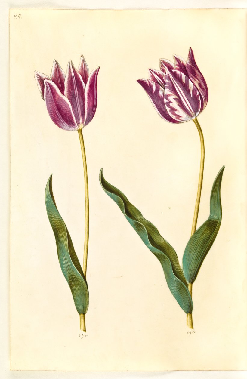 Tulipa gesneriana (har-tulipan) af Hans Simon Holtzbecker