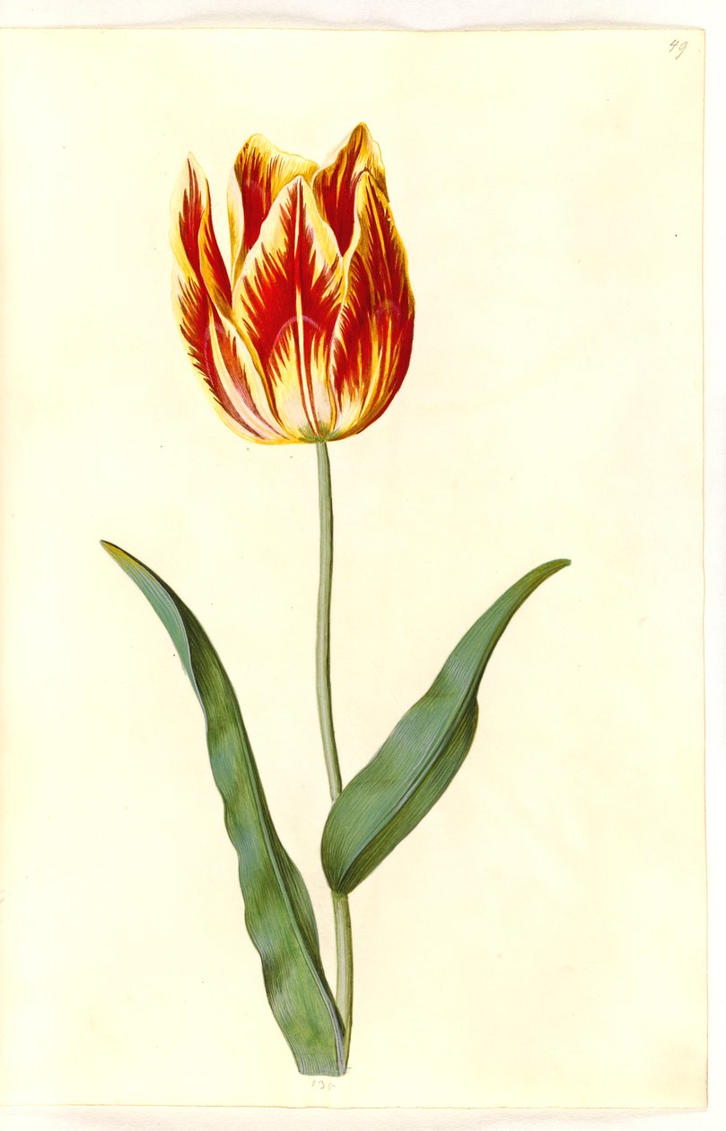 Tulipa gesneriana (har-tulipan) af Hans Simon Holtzbecker