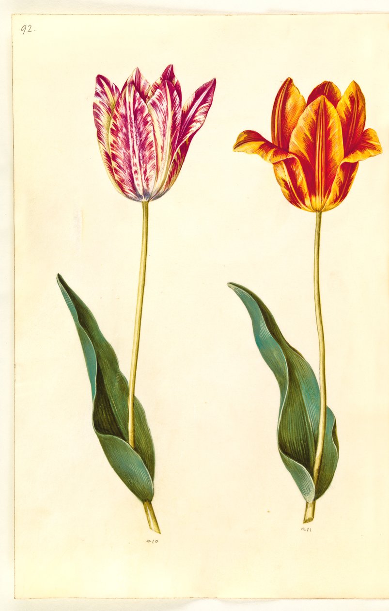 Tulipa gesneriana (har-tulipan) af Hans Simon Holtzbecker