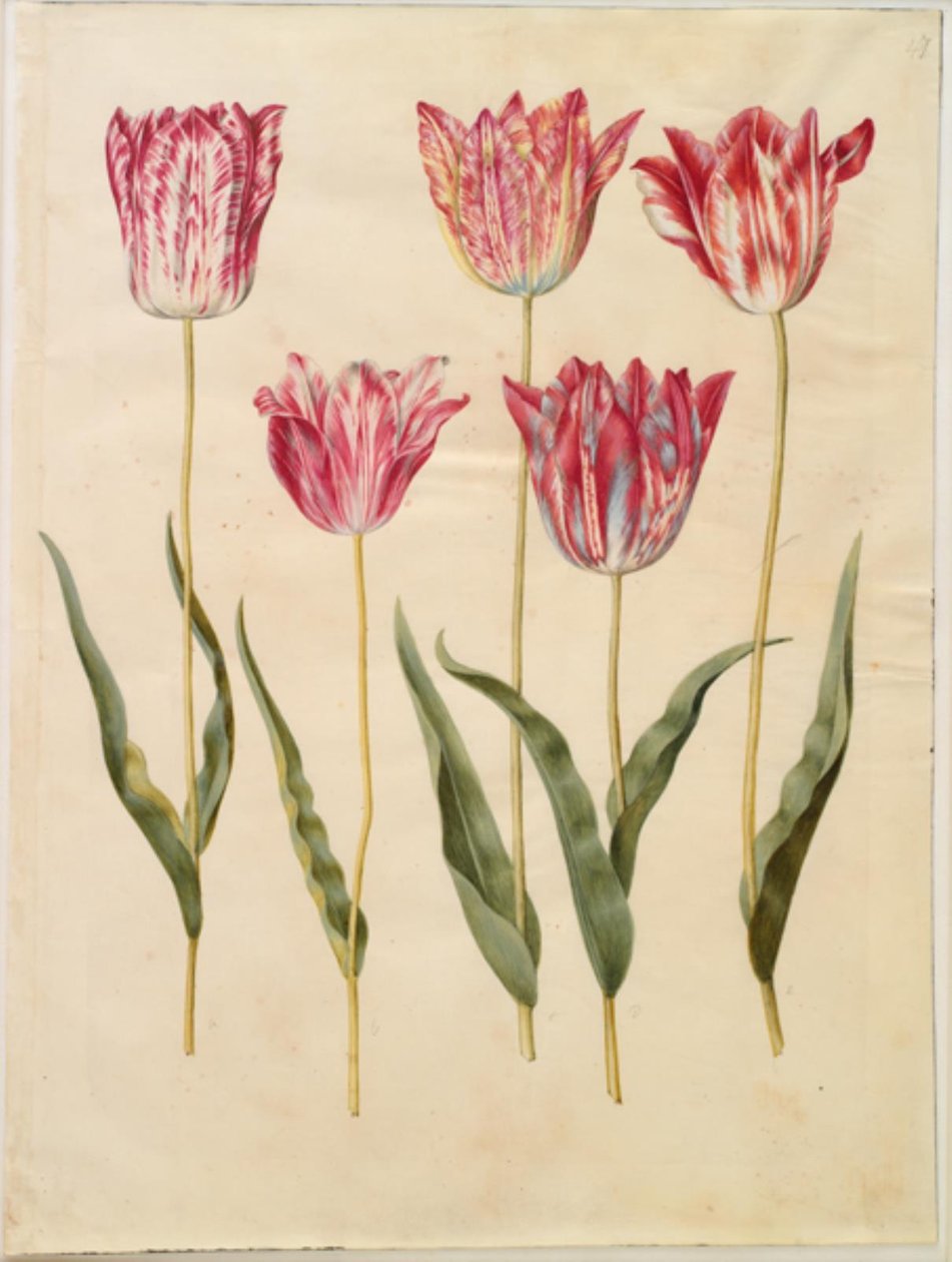 Tulipa gesneriana (har-tulipan) af Hans Simon Holtzbecker