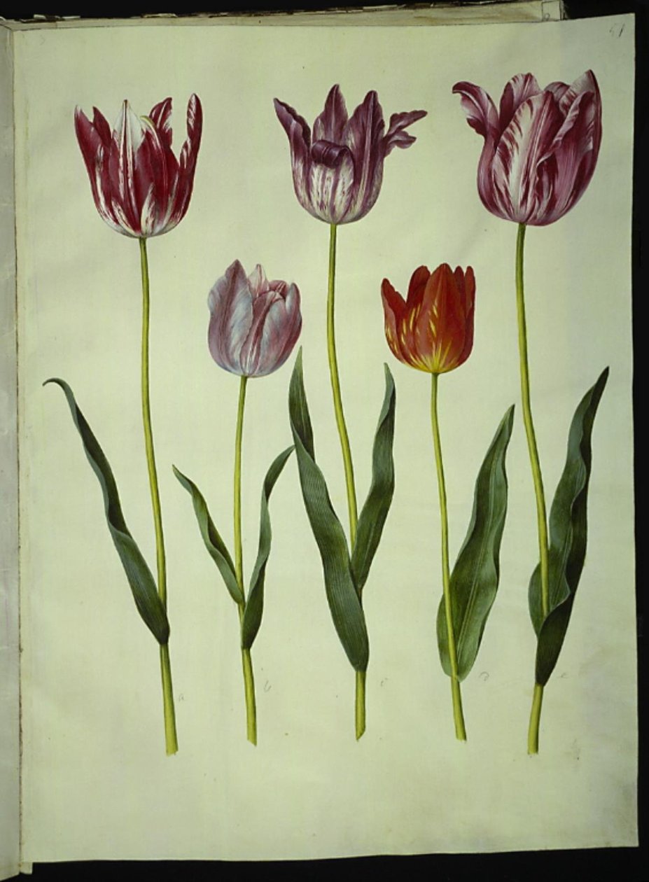 Tulipa gesneriana (har-tulipan) af Hans Simon Holtzbecker