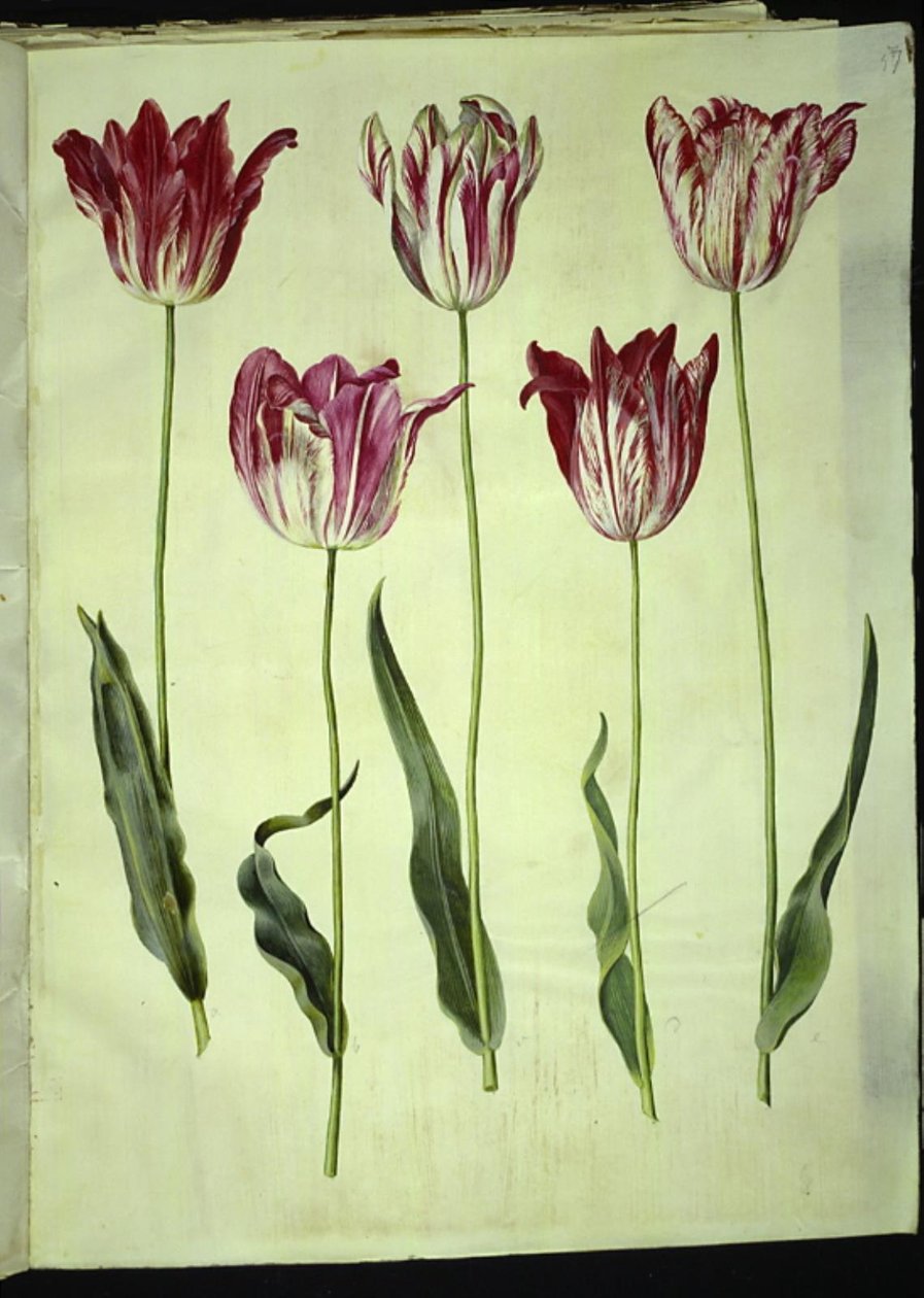 Tulipa gesneriana (har-tulipan) af Hans Simon Holtzbecker