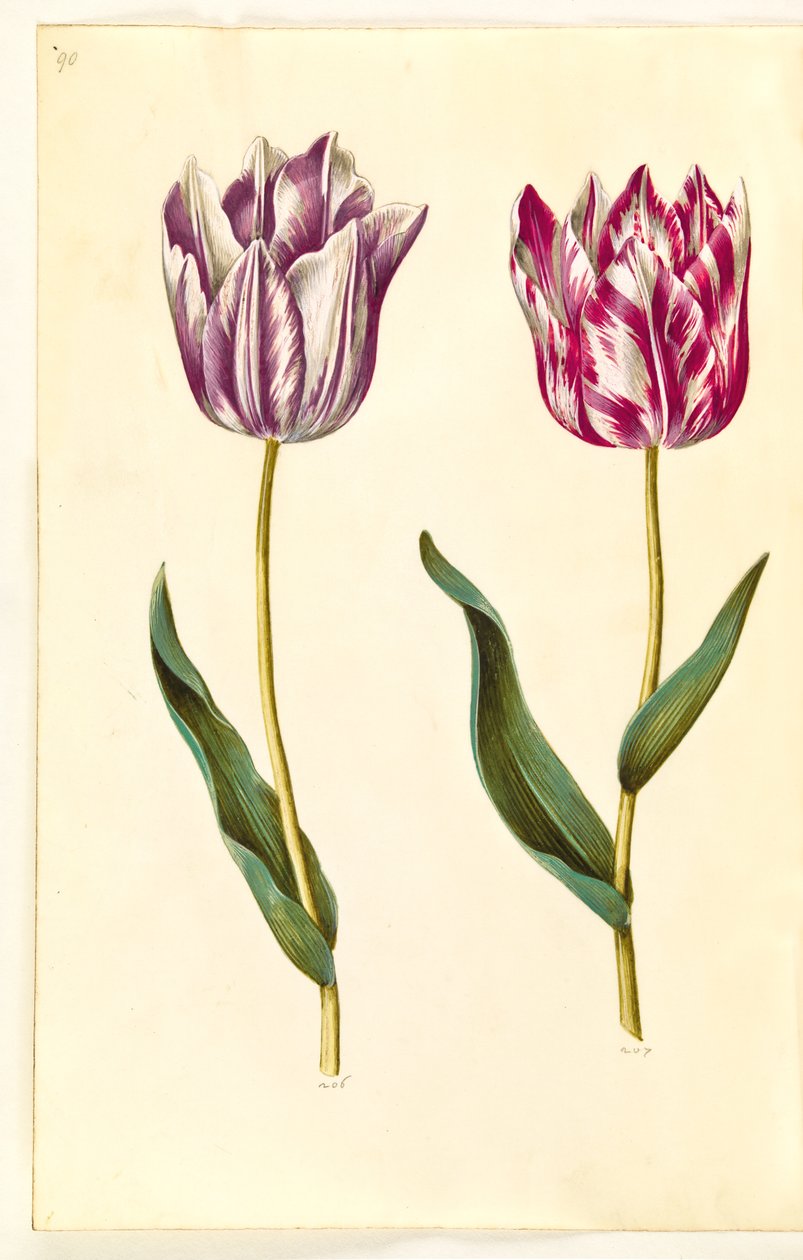 Tulipa gesneriana (har-tulipan) af Hans Simon Holtzbecker