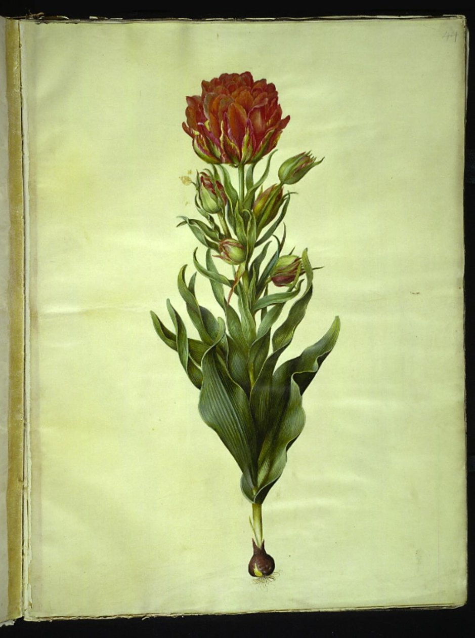 Tulipa gesneriana (har-tulipan) af Hans Simon Holtzbecker