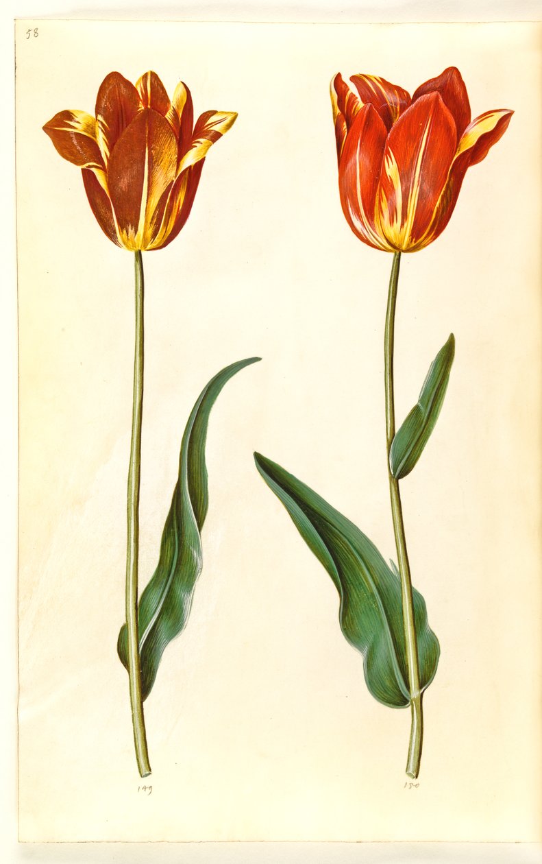 Tulipa gesneriana (har-tulipan) af Hans Simon Holtzbecker