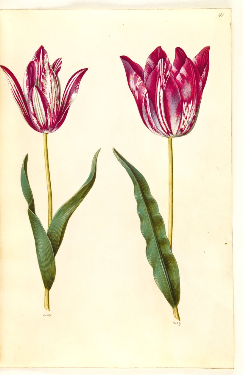 Tulipa gesneriana (har-tulipan) af Hans Simon Holtzbecker