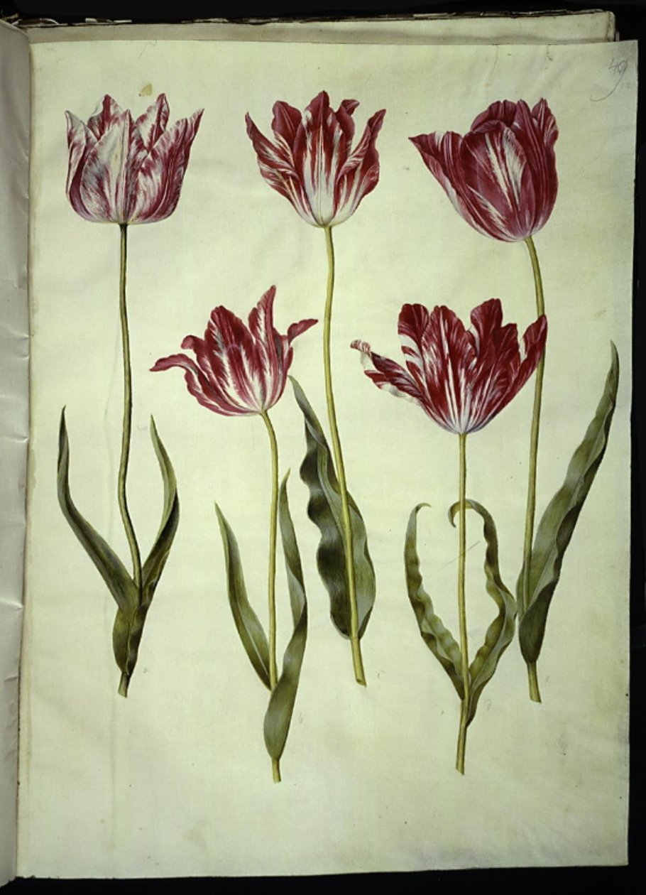 Tulipa gesneriana (har-tulipan) af Hans Simon Holtzbecker