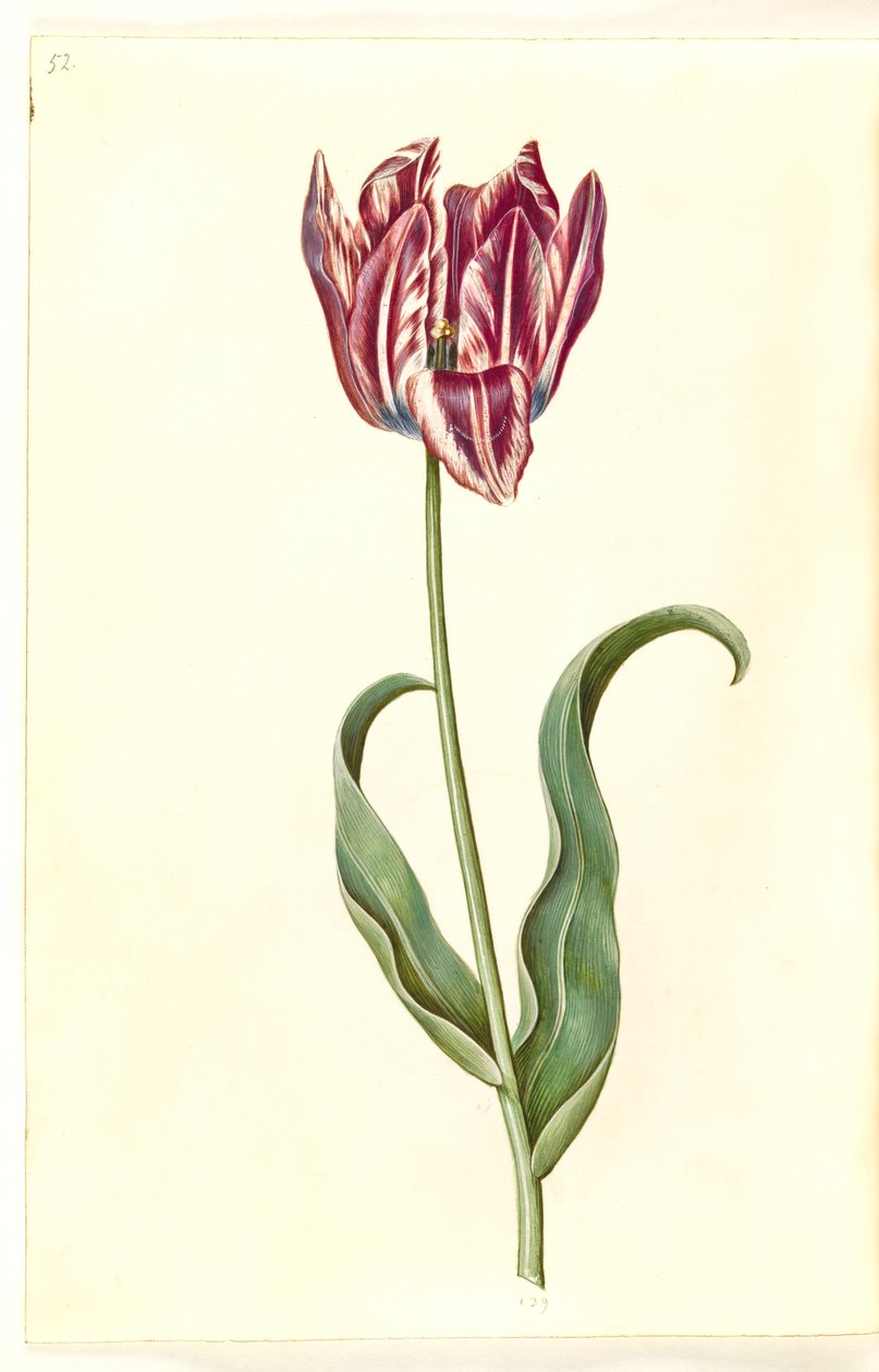 Tulipa gesneriana (har-tulipan) af Hans Simon Holtzbecker