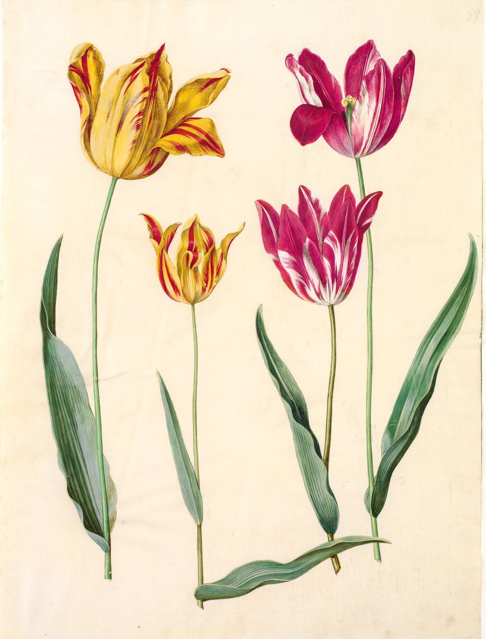 Tulipa gesneriana (har-tulipan) af Hans Simon Holtzbecker