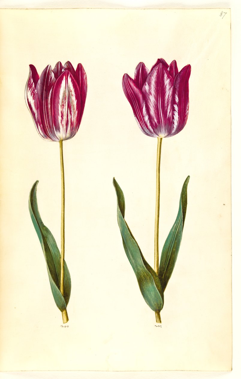 Tulipa gesneriana (har-tulipan) af Hans Simon Holtzbecker